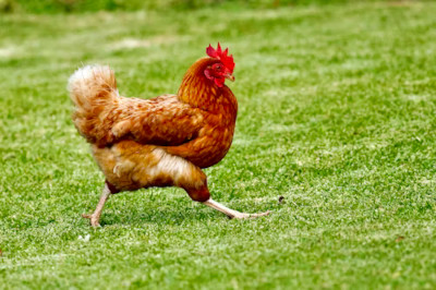CDC'ye Göre 6 Eyaletteki Salmonella Salgını Arka Bahçe Kümes Hayvanlarıyla Bağlantılı