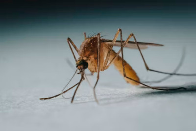 Çin'de 8.000'den Fazla Chikungunya Vakası 