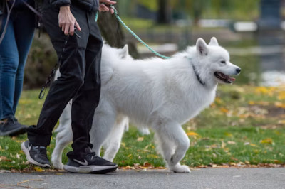Köpeğinizin Yürüyüş Şekli, Demansın Erken Bir Belirtisi Olabilir